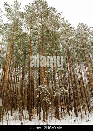 beautiful winter forest, shrouded in snow. Huge snowdrifts, trees in the snow. Winter landscape. Real winter. Beautiful background Stock Photo