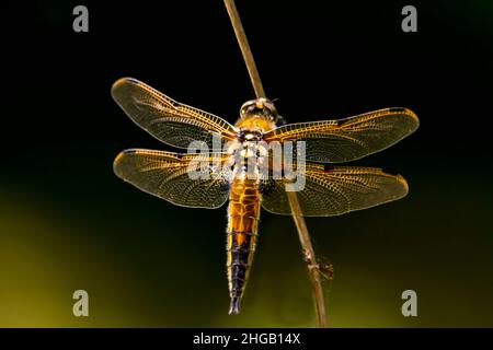 A four spot chaser dragonfly (libellula quadrimaculata) on branch Stock Photo