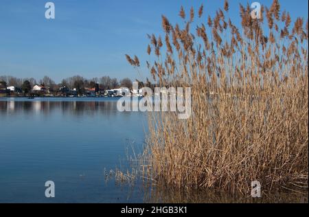 Early spring at Neufelder Lake in Neufeld an der Leitha,Burgenland,Austria,Europe Stock Photo