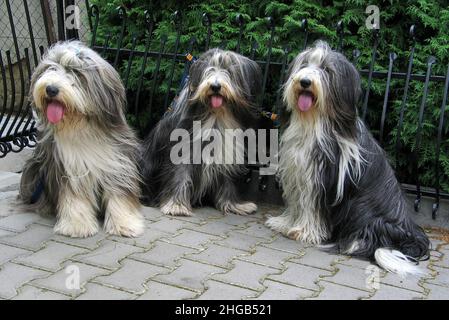 Three sitting Bearded Collies in Austria,Europe Stock Photo