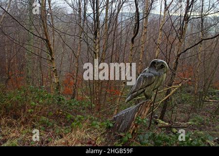 Owl tree carving in Coed Pen y Pigyn woods, Corwen, Wales Stock Photo