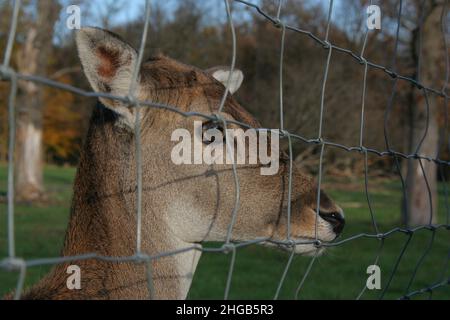 Fallow deer in a zoological garden in Vienna,Austria,Europe Stock Photo