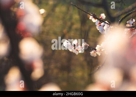 Photographed through white red apricot blossoms on a small branch between other branches. The bokeh of the flowers on the side frames the picture. Pho Stock Photo