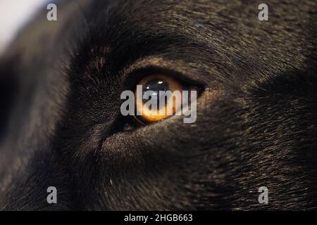 Black Labrador close up with beautiful eyes Stock Photo