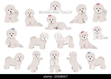 Bichon frise Teacup clipart. Different coat colors and poses set.  Vector illustration Stock Vector
