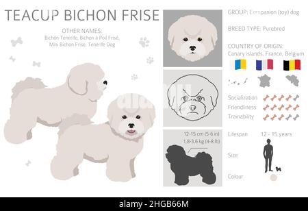 Bichon frise Teacup clipart. Different coat colors and poses set.  Vector illustration Stock Vector