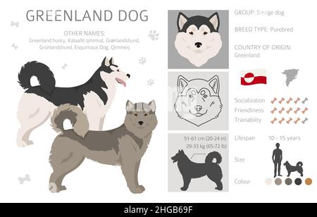 Greenland dog clipart. Different poses, coat colors set.  Vector illustration Stock Vector