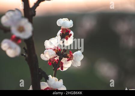 White red apricotblossoms on a small branch at dusk with a green background. The flowers are photographed from the back in landscape format Stock Photo