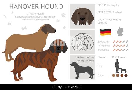 dog; hanover hound, german, hound, brindle, fawn, red, deer, scenthound ...