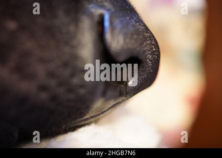 Black Labrador nose close up Stock Photo