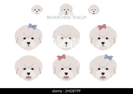 Bichon frise Teacup clipart. Different coat colors and poses set.  Vector illustration Stock Vector