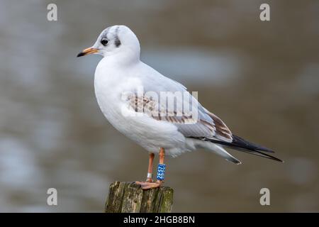 Juvenile Black Headed Gull with blue darvic ring, used to collate data on bird populations and movements. England, UK Stock Photo