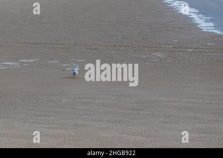 Coast and sandy beach at the North Sea in Vlissingen in the Netherlands. The seagull is on the beach. Stock Photo