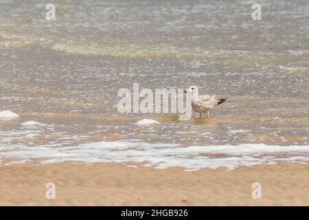 Seagull - Larus marinus stands in the sea in the city of Vlissingen in Holland. Stock Photo