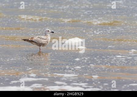 Seagull - Larus marinus stands in the sea in the city of Vlissingen in Holland. Stock Photo