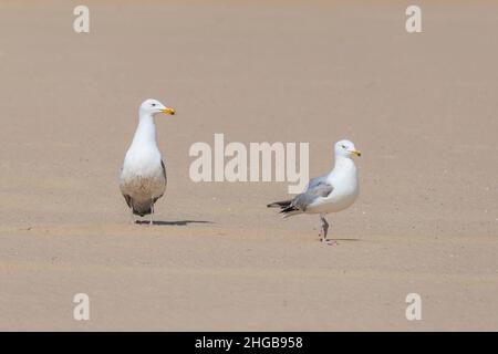 Seagull - Larus marinus walks along the beach in Vlissingen, Holland. Stock Photo
