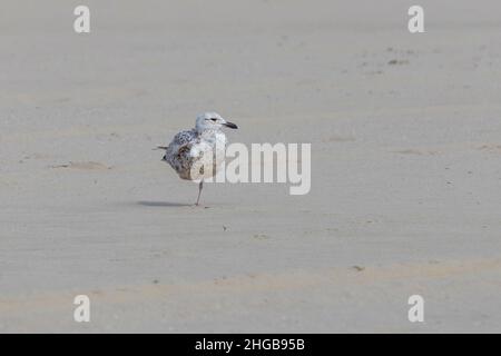 Seagull - Larus marinus stands on one leg on the beach in Vlissingen, Holland. Stock Photo