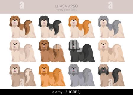 Lhasa 2024 apso coat