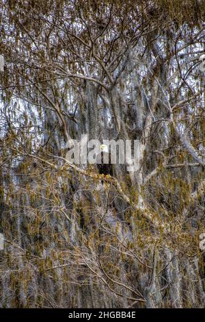 Bald Eagle Viewing Lake Panasoffkee from it's tree perch Stock Photo