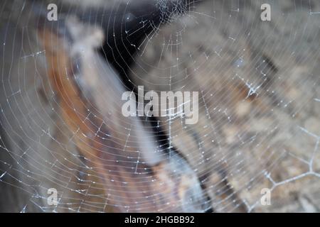 Spiders Web with logs in background Stock Photo