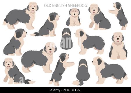 Old English sheepdog clipart. Different poses, coat colors set.  Vector illustration Stock Vector