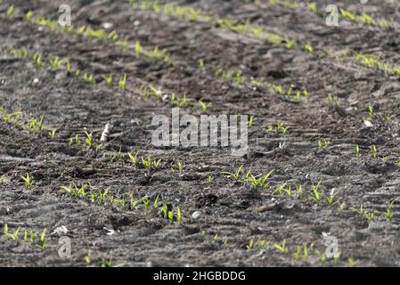 Emerging maize. Corn plants isolated. Agricultural crops in spring ...