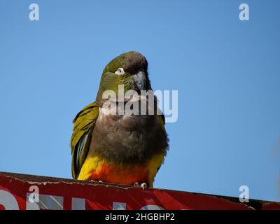 burrowing parrot (Cyanoliseus patagonus) perching on a sign at the world's largest colony of parrots in Argentina Stock Photo
