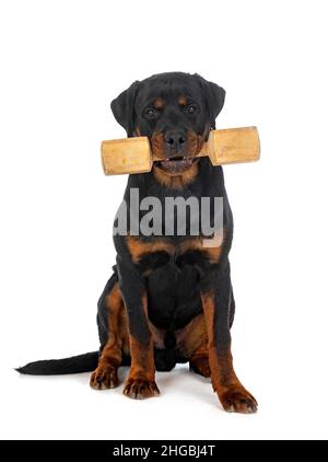 puppy rottweiler in front of white background Stock Photo