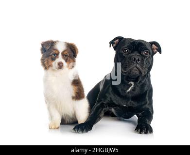 Miniature American Shepherd and staffie in front of white background Stock Photo