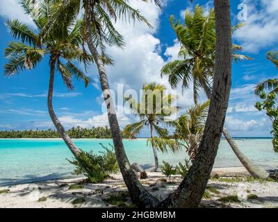 Palm Trees on the Blue Lagoon beach at Rangiroa Atoll, French Polynesia, in the South Pacific Stock Photo