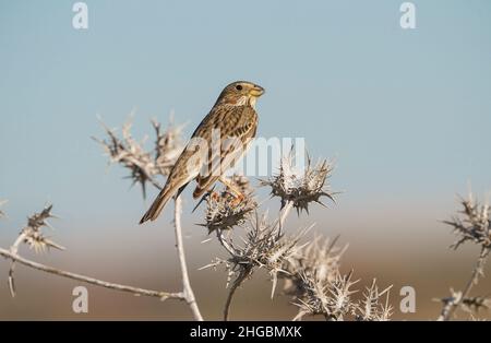 Corn bunting (Emberiza calandra) perched on a dry thistle, Andalucia, Spain Stock Photo