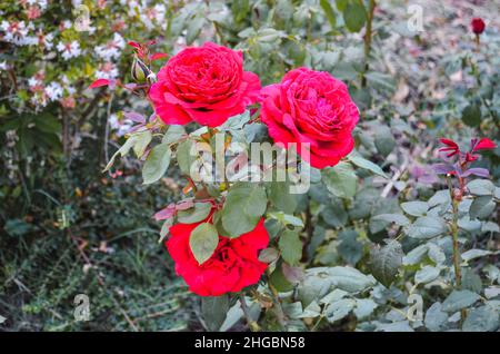 Three red roses blooming in the field Stock Photo