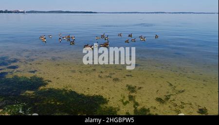 Aerial view of Canadian geese floating on calm water on bright sunny, clear day, near shoreline of Lake Mendota, Madison, Wisconsin, USA Stock Photo