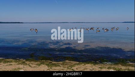 Aerial view of Canadian geese floating on calm water on bright sunny, clear day, near shoreline of Lake Mendota, Madison, Wisconsin, USA Stock Photo