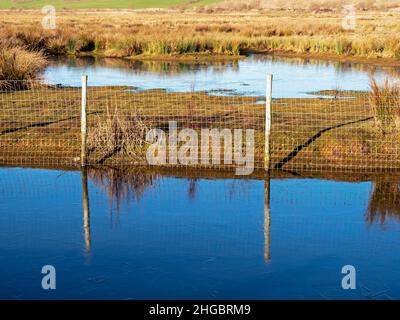 Fence reflected in icy water in a wetland habitat Stock Photo