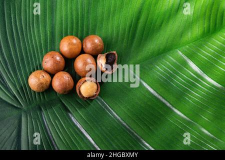 Macadamia integrifolia - Organic macadamia nuts on the green leaf Stock Photo