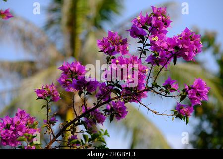 Indonesia Batam - Bougainvillea - paper flower Stock Photo