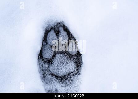 Close-up of canine paw prints that are frozen in the ice with a light dusting of snow on a cold December morning. Stock Photo