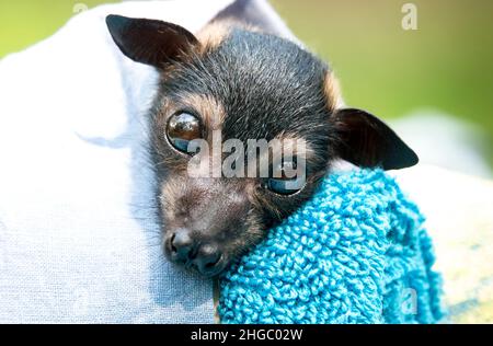 Orphan Spectacled Flying-fox (Pteropus conspicillatus) in care Stock Photo