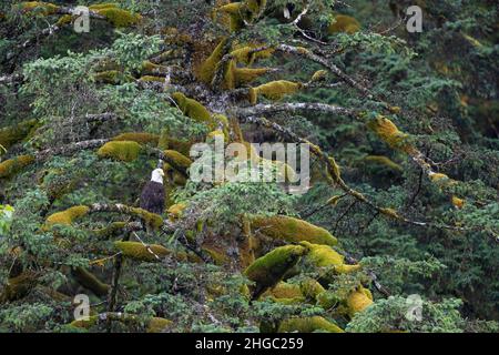 Adult bald eagle, Haliaeetus leucocephalus, in Sitka spruce tree near Gustavus, Southeast Alaska, USA. Stock Photo