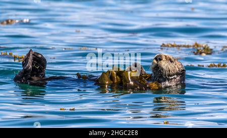 An adult sea otter, Enhydra lutris, wrapped in kelp in Glacier Bay National Park, Southeast Alaska, USA. Stock Photo