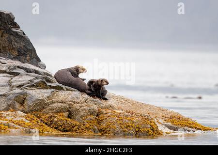 Mother and pup sea otter, Enhydra lutris, hauled out on rocks in Glacier Bay National Park, Southeast Alaska, USA. Stock Photo