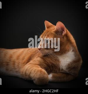 Portrait of young honorable arab ginger tabby cat close up on black background,side view.Pets. Stock Photo