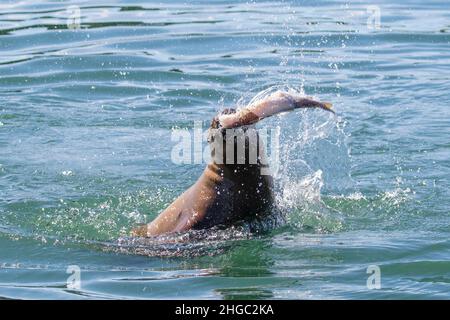 Adult Steller sea lion, Eumetopias jubatus, with fish, South Marble Islands, Glacier Bay National Park, Alaska, USA. Stock Photo