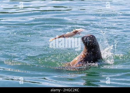 Adult Steller sea lion, Eumetopias jubatus, with fish, South Marble Islands, Glacier Bay National Park, Alaska, USA. Stock Photo