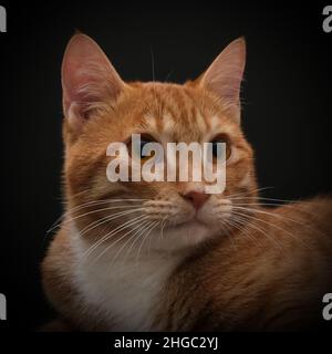 Portrait of young honorable arab ginger tabby cat close up on black background,front view.Pets. Stock Photo