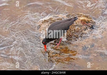 Variable Oystercatcher searching for food on a Rocky Coast on Stewart Island in New Zealand Stock Photo