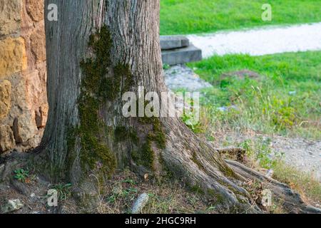 moss grows right on a tree trunk in Batumi Botanical Garden Stock Photo