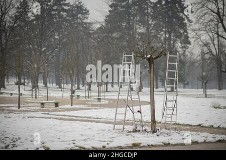 Two ladders and a tree in a park about to be pruned. Pruning branches in a public park to prepare the tree for winter. Stock Photo