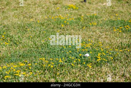 Little snail on the grass in the garden, with yellow flowers Stock Photo